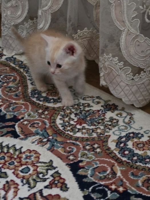 Котята мать шотландская вислоухая