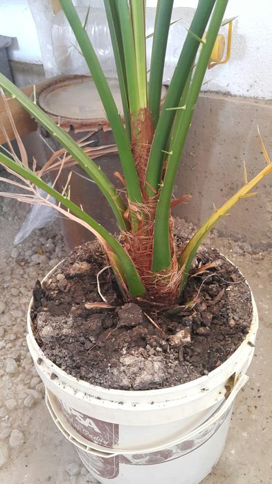 Цветы растение, пальмаьма, финики