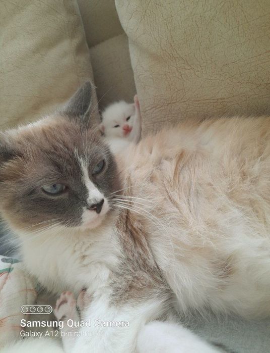 Mehmonxona xizmatkori porno video