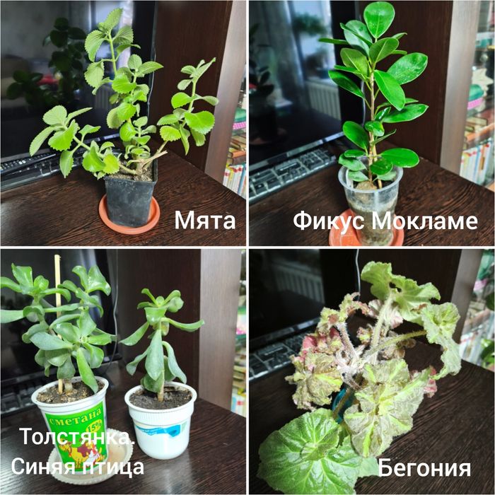 Продам комнатные растения