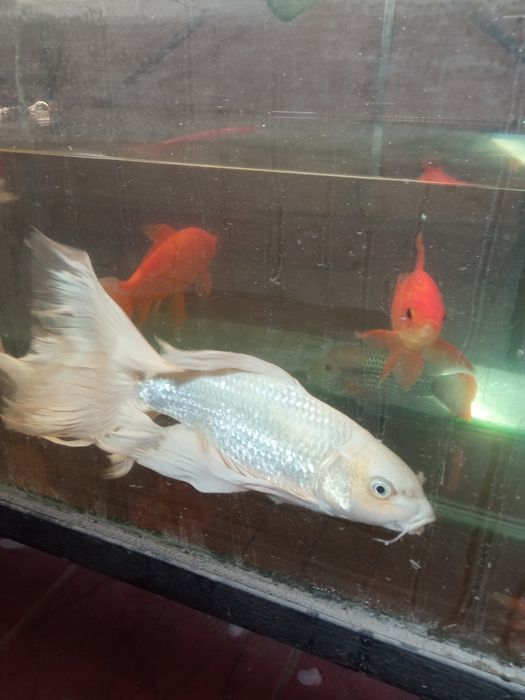 Продаются платиновые кои