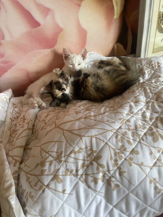 Отдам котенка в хорошие руки
