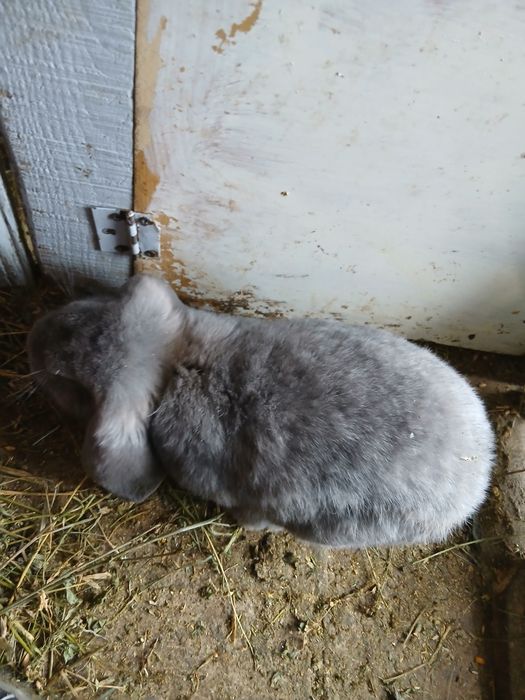 Vând masculi Berbec German!