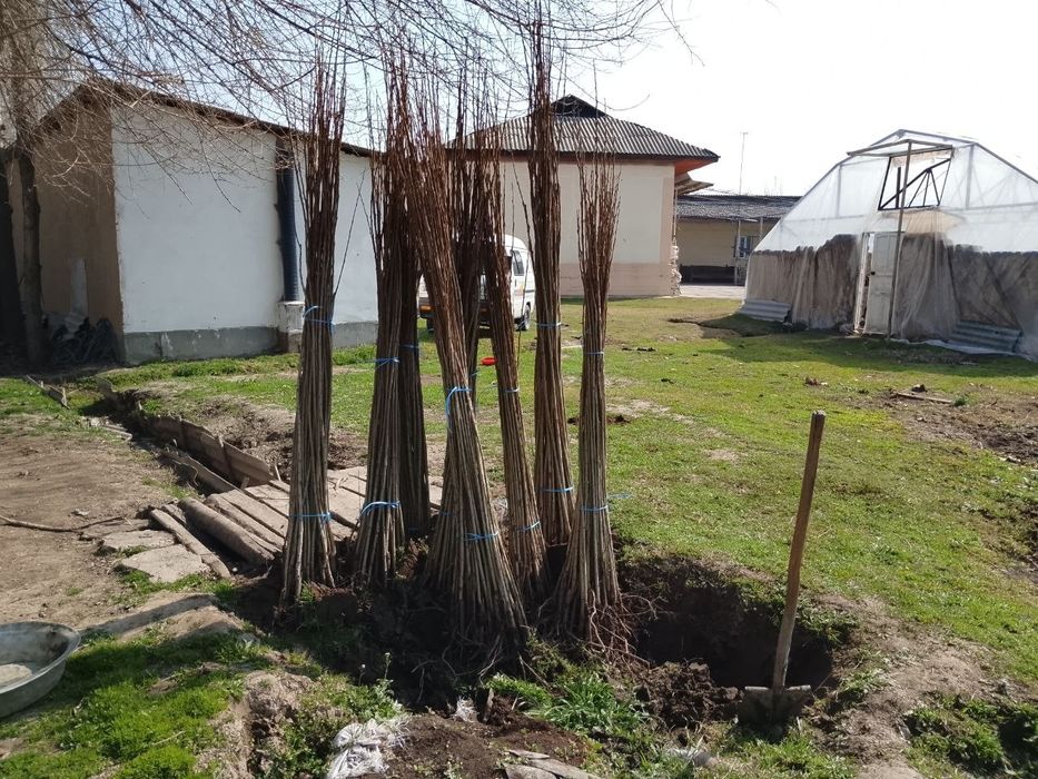 Терак кучатлари сотилади.