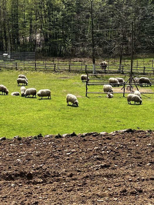 Oi de vanzare! Pret negociabil !