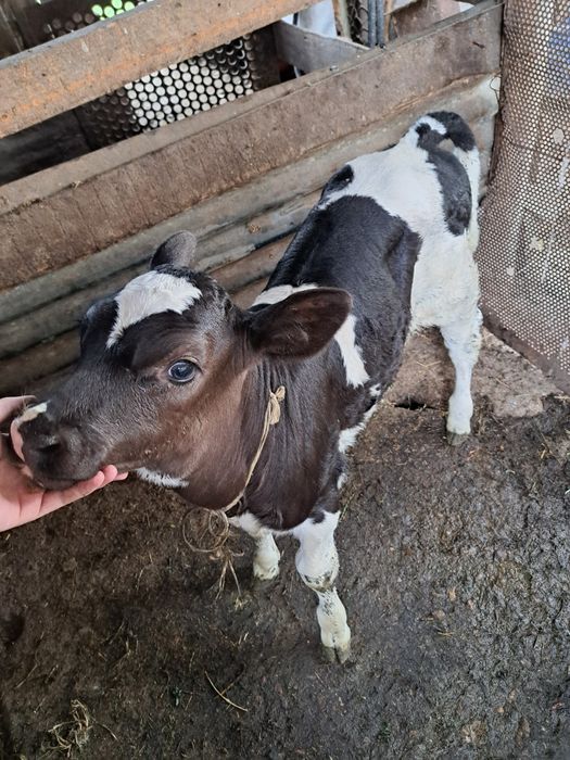 Disponibilă super vițelușă