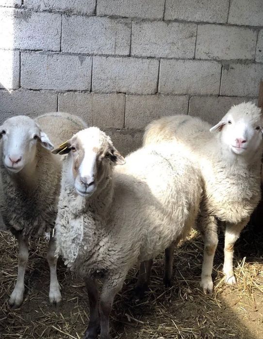 Продам мясисистых Барашков