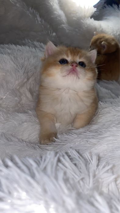 Куколки слалкие
