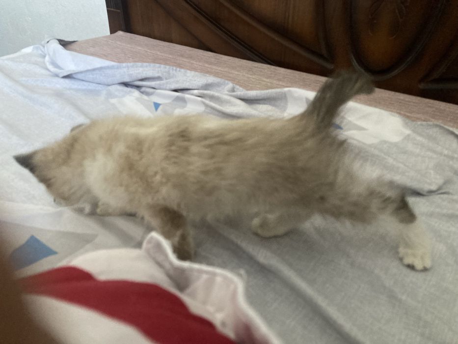 Кошка сиамская