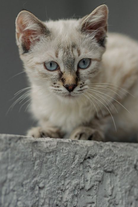 Котенок ищет любящую семью