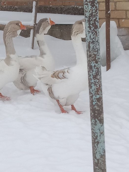 Продам гусей холмогоров