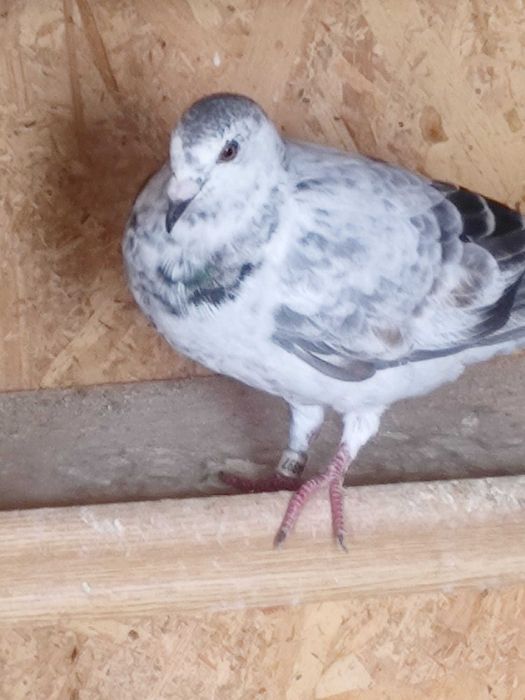 Vând porumbei pui și bătrâni printre care dețin și câțiva straini