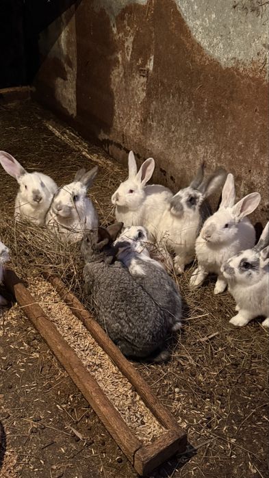 Продам кроликов.