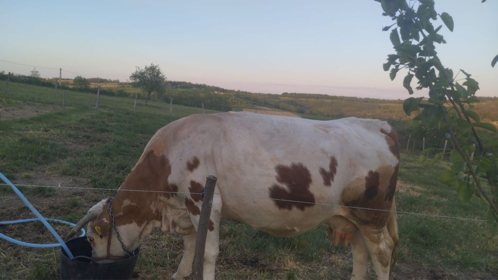 Vaca baltata romaneasca
