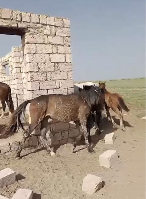 Дала  семіз  тай