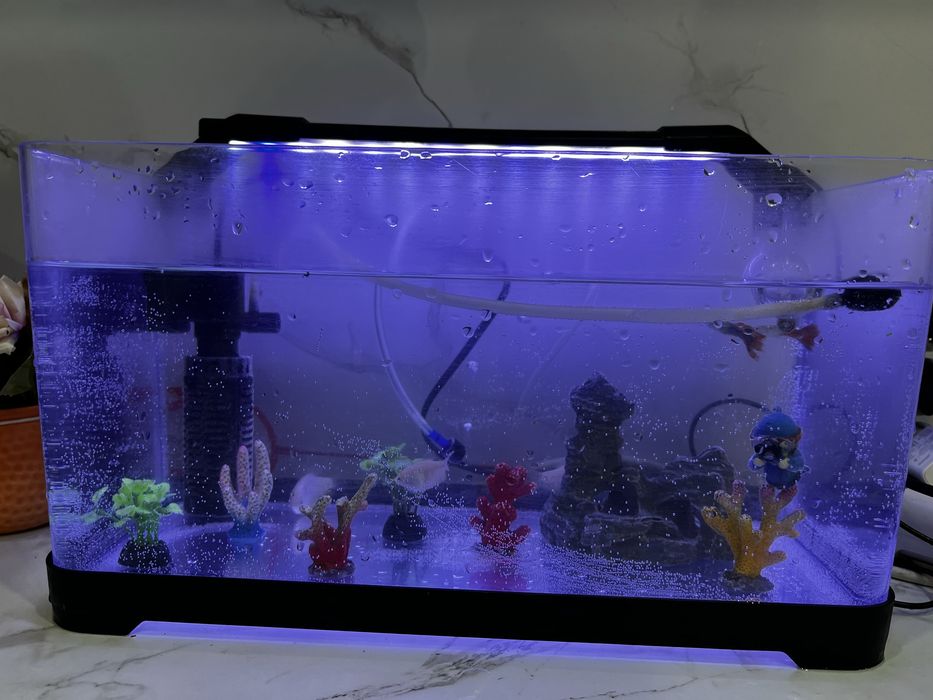 Аквариум сатамын балығымен