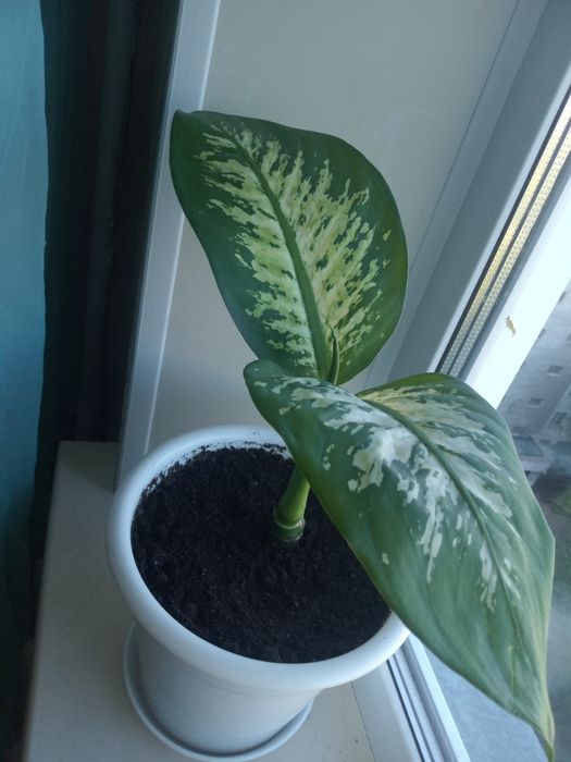 Продам цветок диффибабин