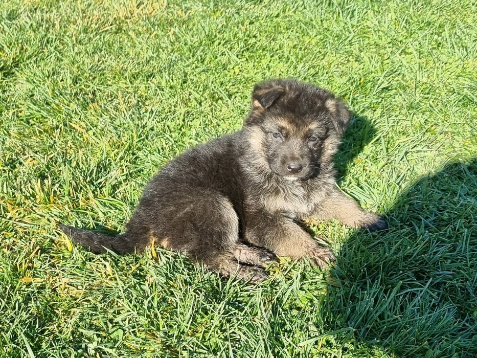 Малки немски овчарки