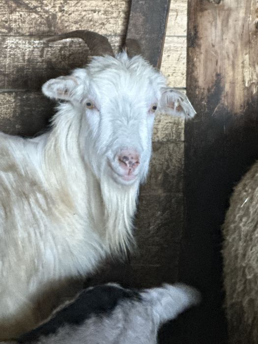 Vand capre cu cate un ied  pret 450 buc  cu tot cu ied