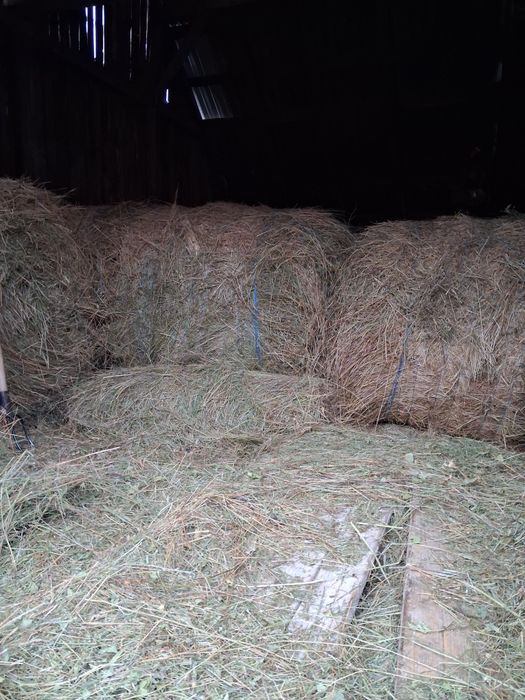 Baloti fan de vanzare.