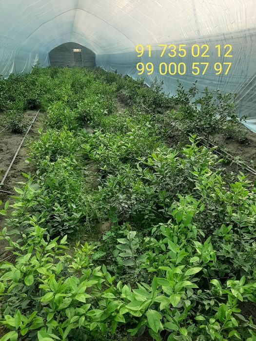 Limon ko'chatlar sotiladi