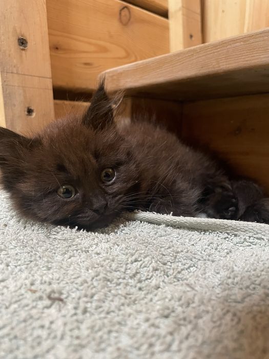 Котенок в хорошие руки