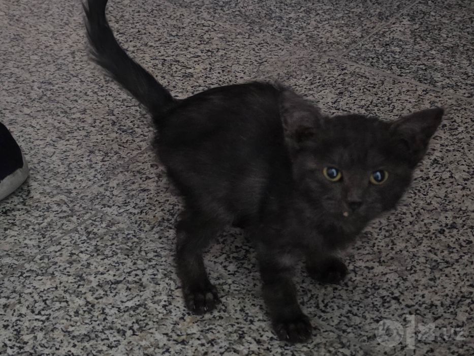 Котёнок. Девочка