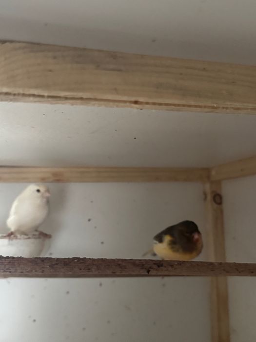 Canari