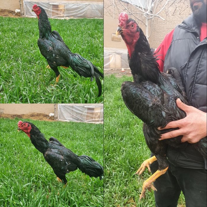 Dakan joja tuxum