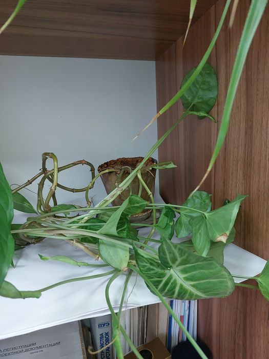 Сингониум трёхпалый