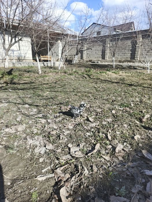 Японча сотилади тозаси