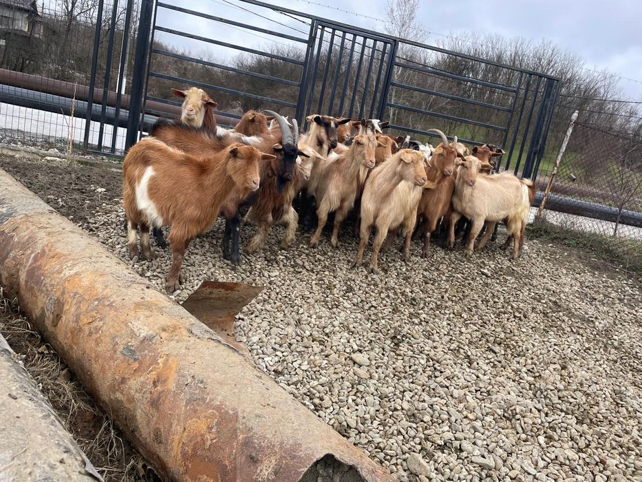 Vând capre gestante, tinere, de rasă – bune de lapte și prăsilă