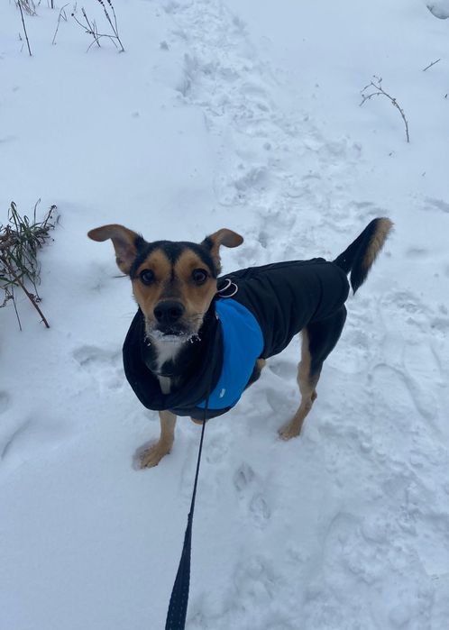 Потерялся пинчер Рон