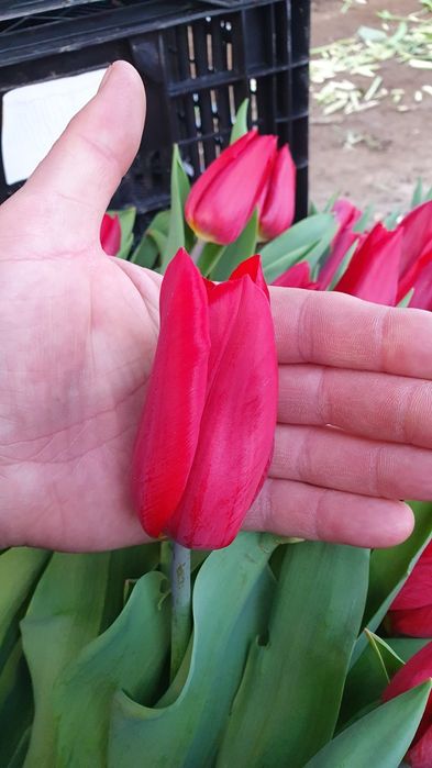 АКЦИЯ!!! Тюльпаны