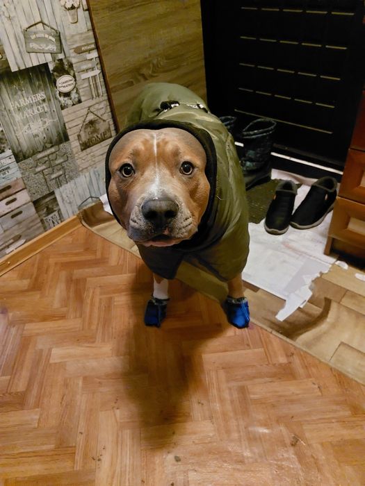 Американский стаффордширский терьер