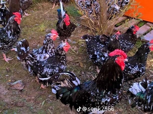 Суточные цыплята