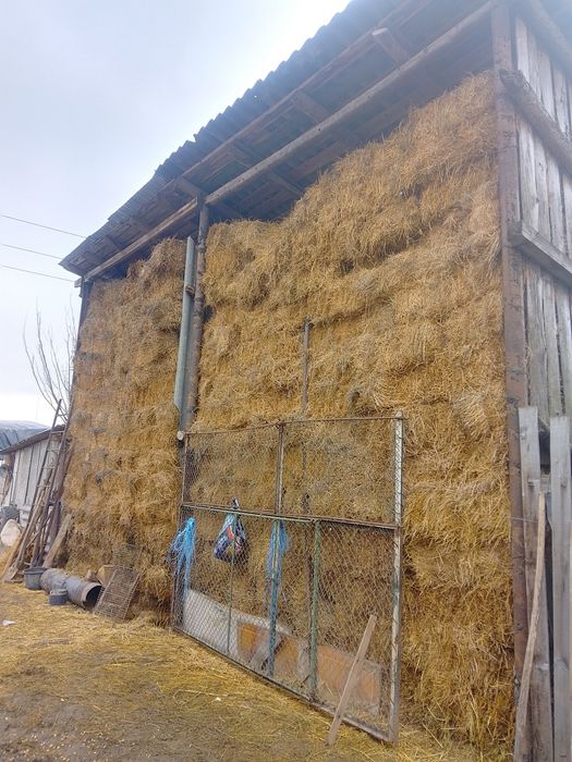 Baloți de lucernă de vânzare