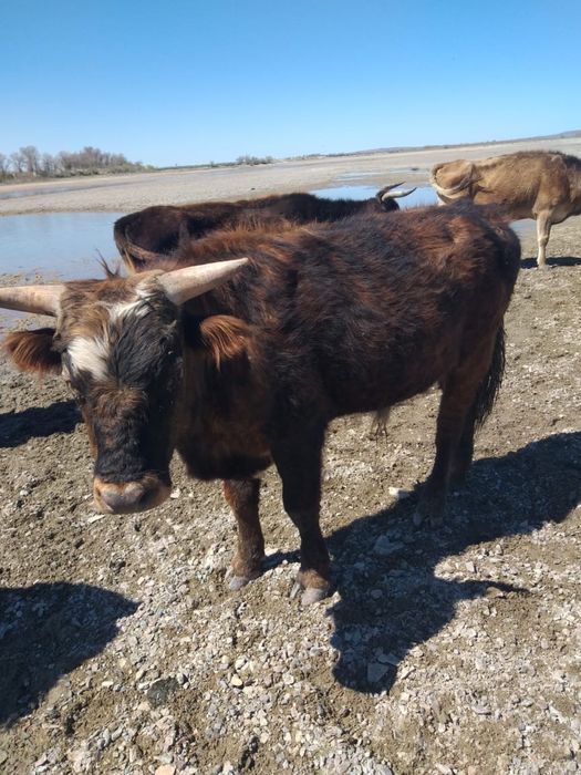 Бұқа, бычок 2 летний