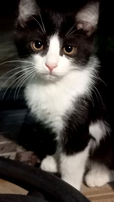 Кошка-биколор/Двухцветная кошка