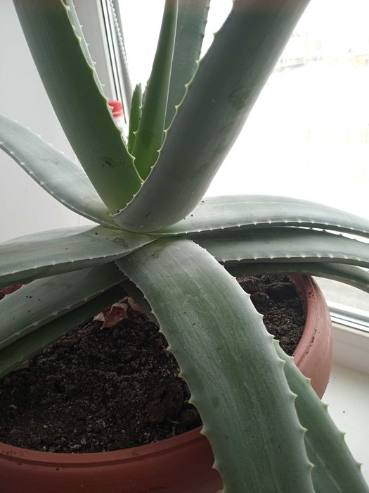 Алое продам 5 лет