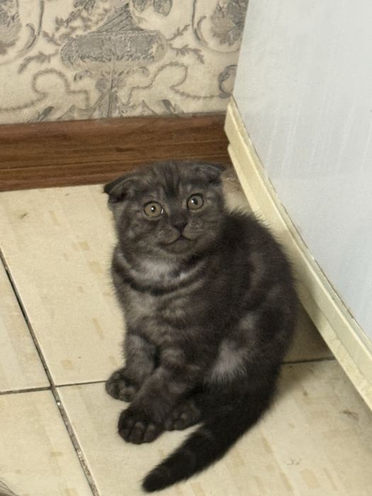 Котенок шотландский вислоухий мальчик