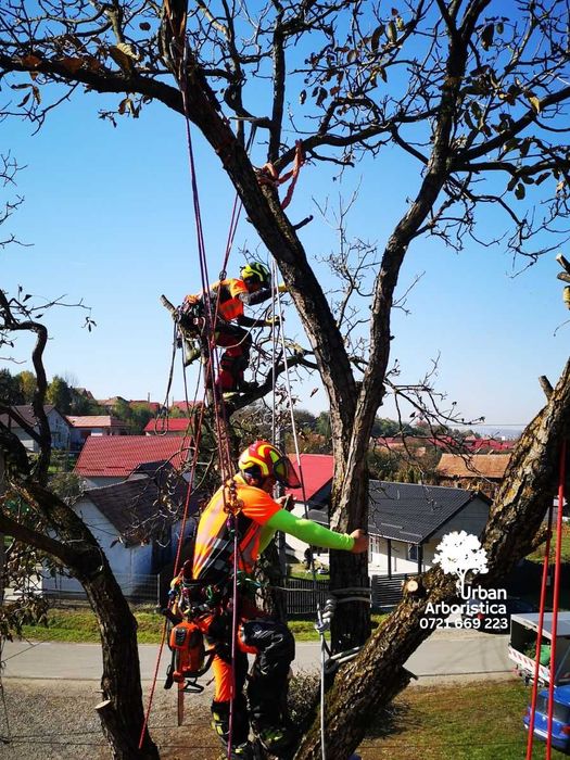 Toaletare Copaci Ingrijire arbori Tundere pomi Toaletat arbusti, tufe