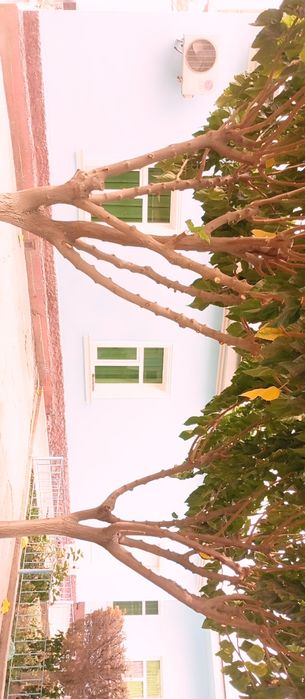 Hovli uy sotiladi 18 sotix