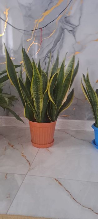 Цветы по низним ценам