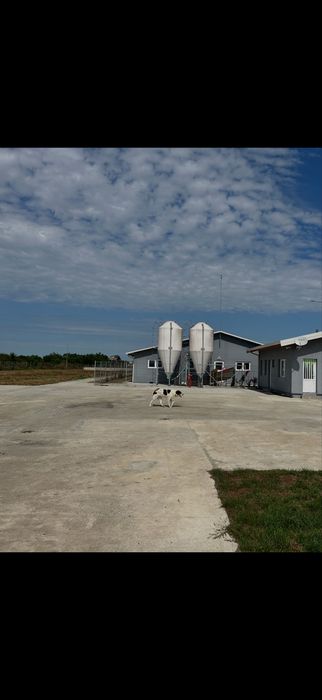 Ferma  zootehnica de porci Noua + Pezzaioli +utilaje; full dotata