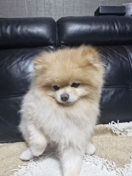 Вязка с очаровательным щенком