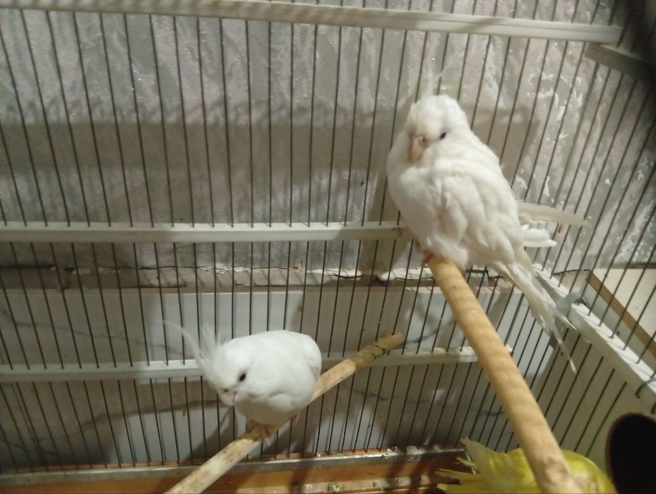 Попугаи Кореллы, певчие