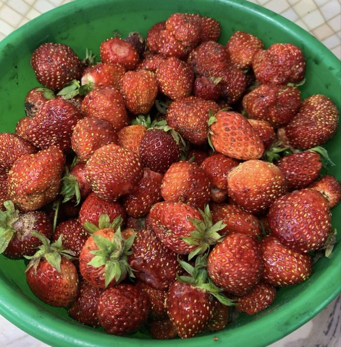Продам рассаду клубники