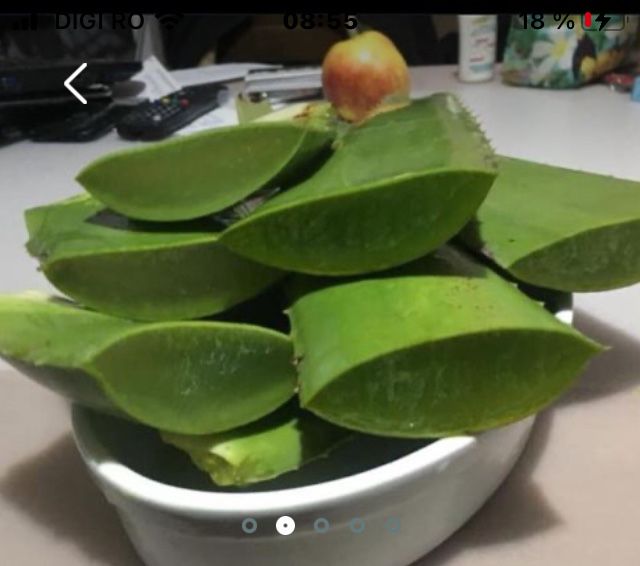 Aloe Vera barbadensis frunze