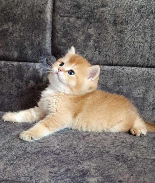 Британские Золотые Шиншиллы